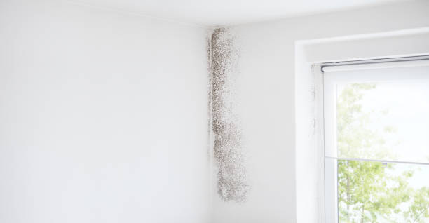 Best Mold Prevention Services  in Cordaville, MA