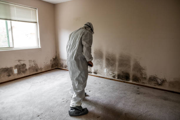Best Basement Mold Removal  in Cordaville, MA